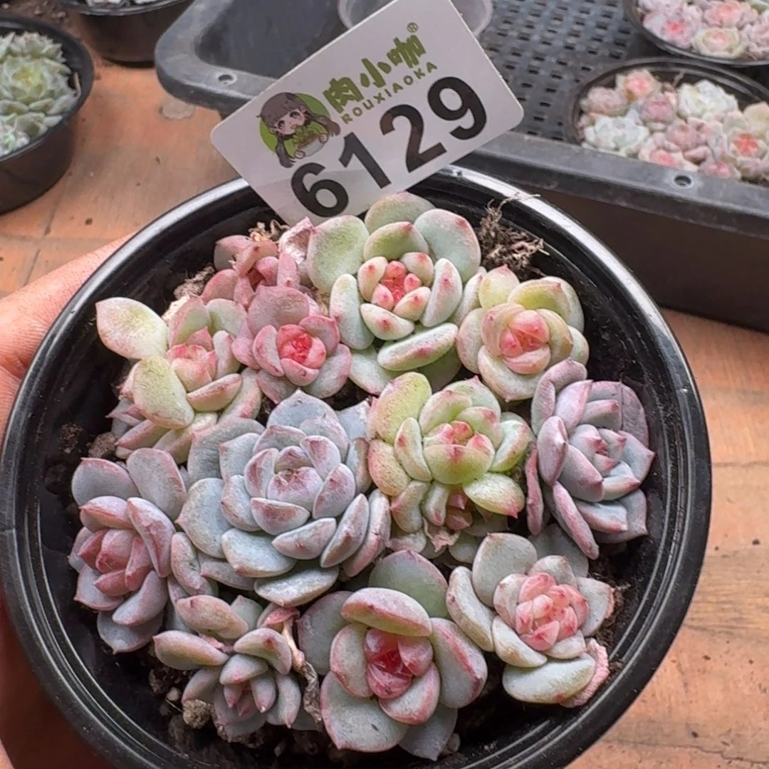 多肉植物多肉植物