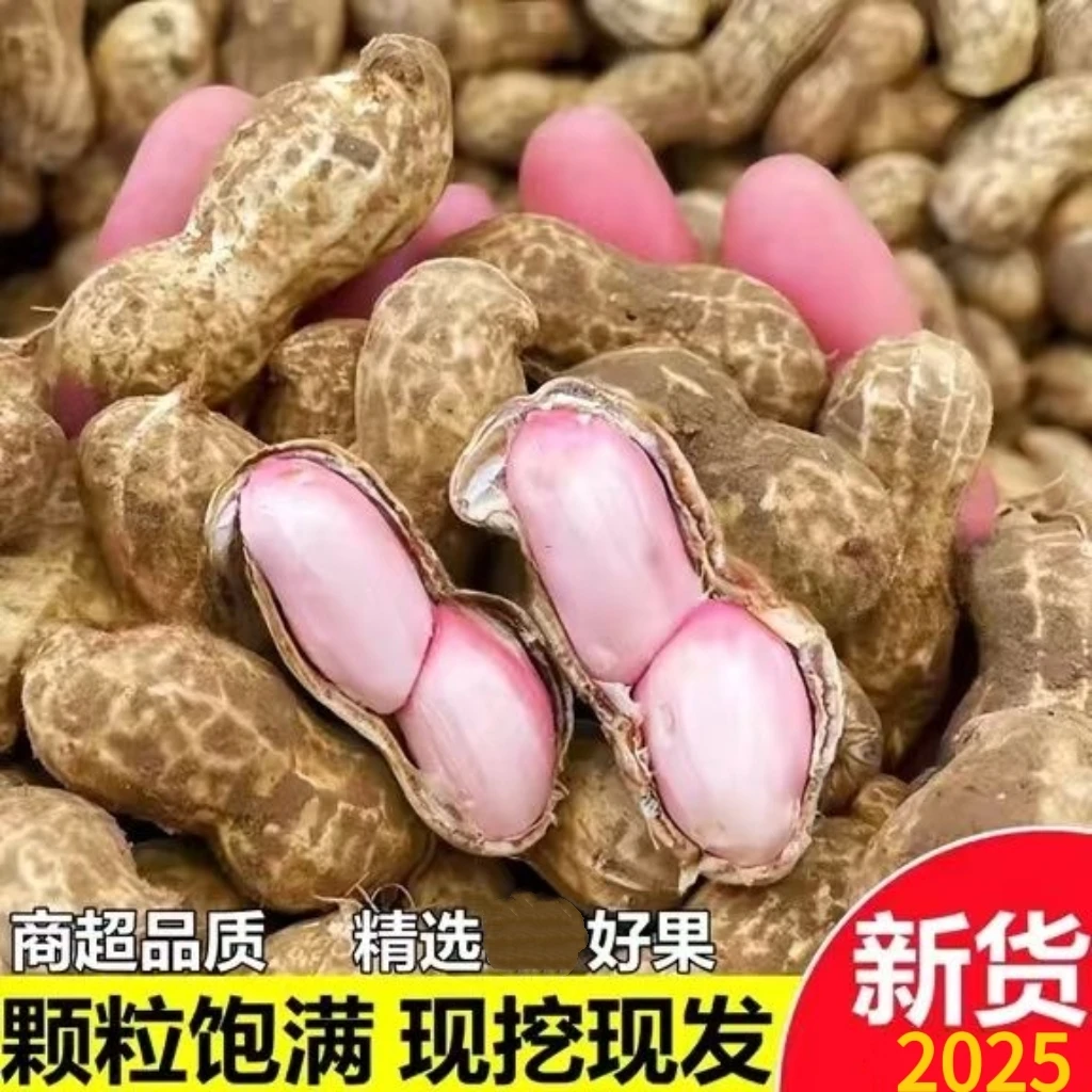 2025年新鲜现挖带壳湿花生带泥农家自种可水煮生吃粉皮花生