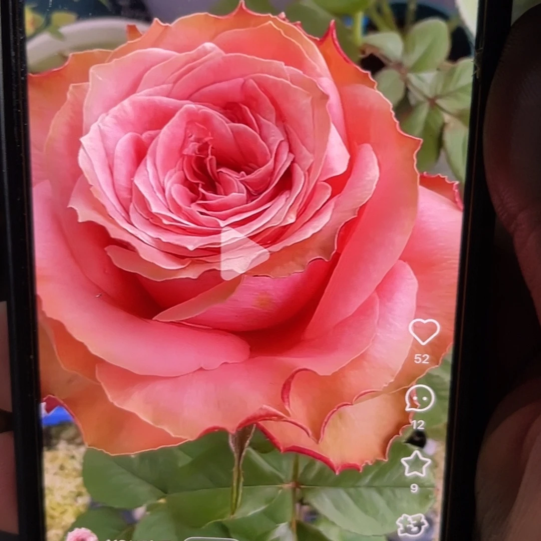 无花朵——卡瓦 福利款