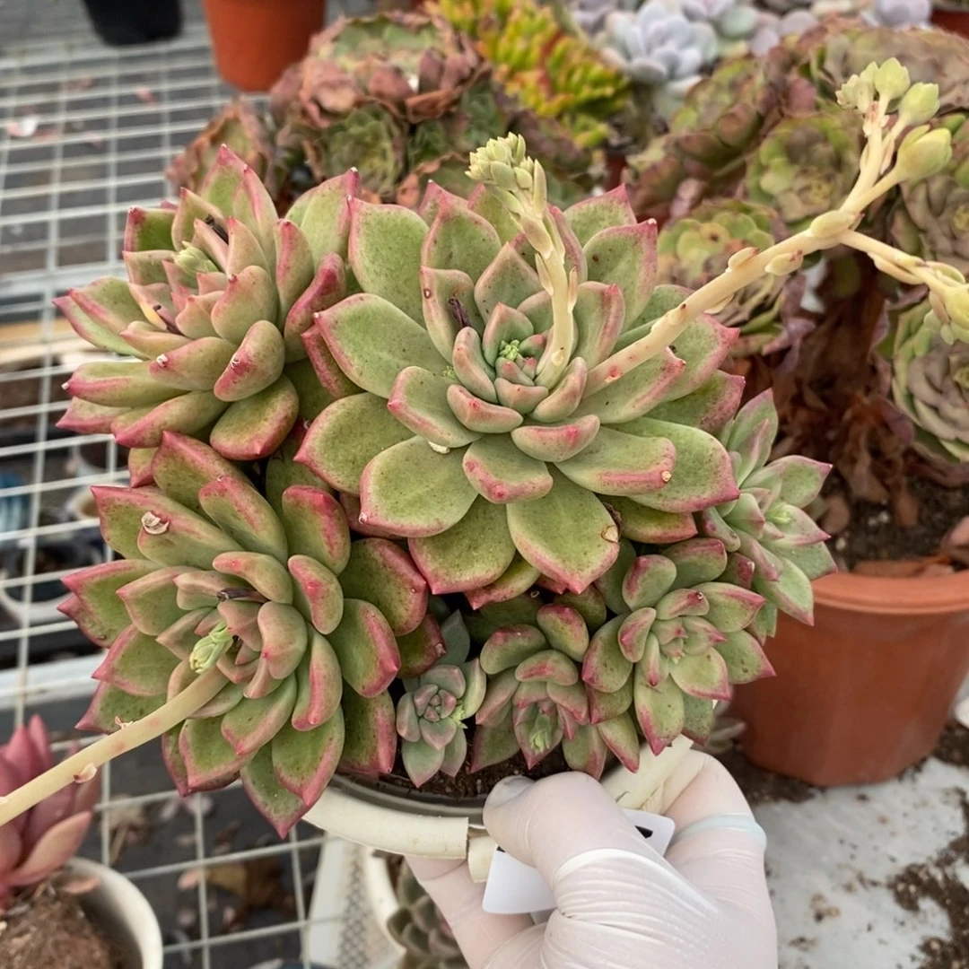237油漆桶一物一拍