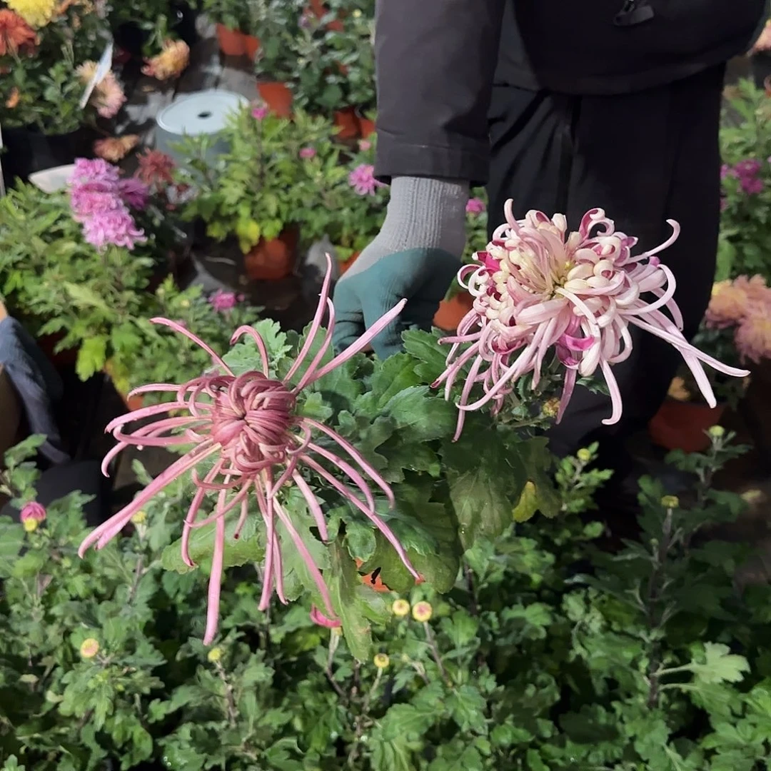 天****全部花朵花神舆2头一颗