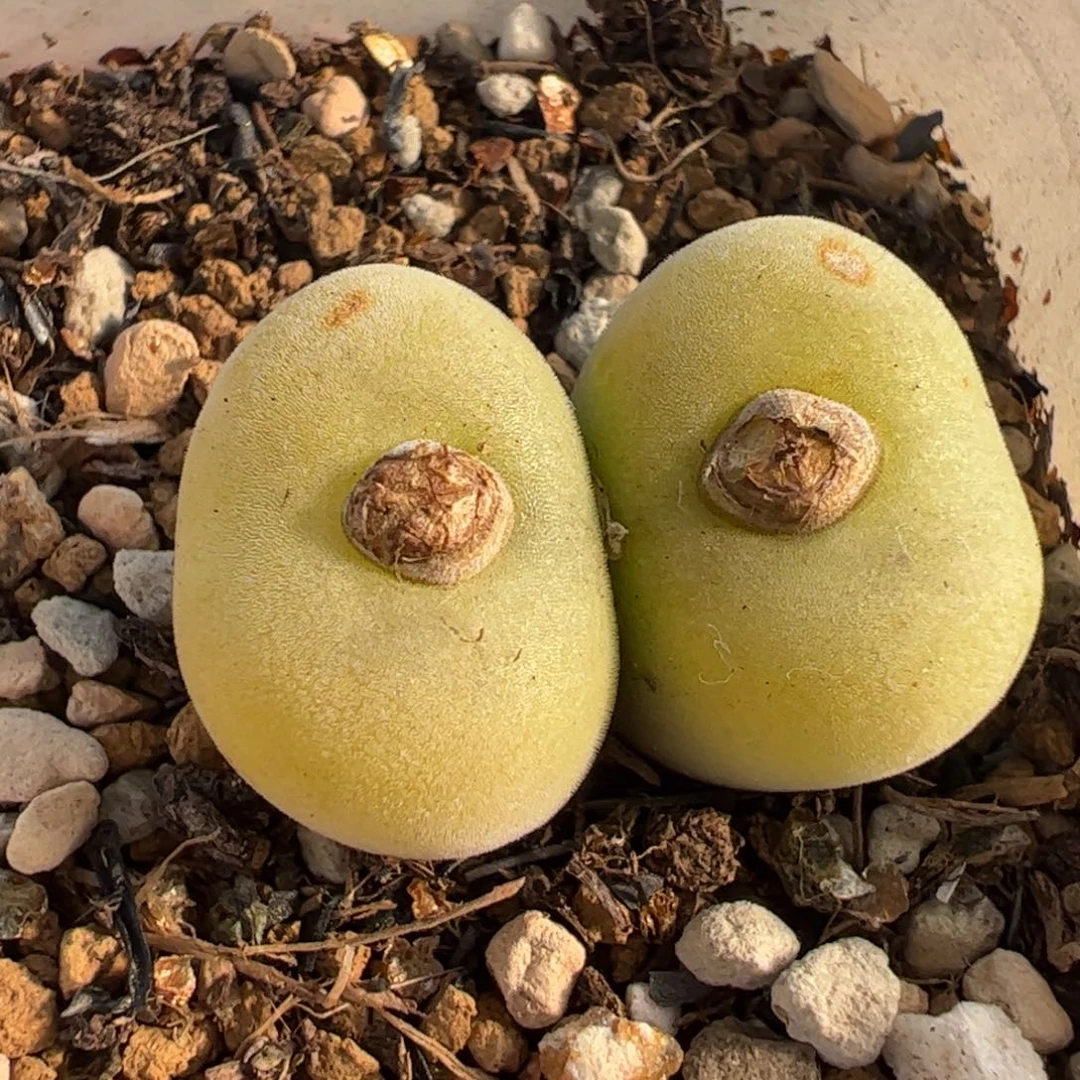 047多肉植物组合