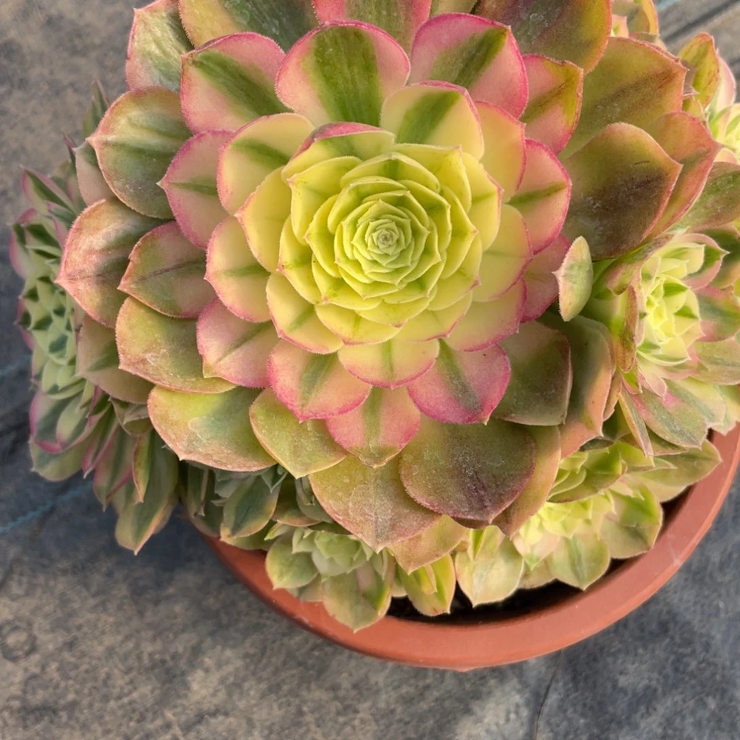 紫砂茶杯5293分反反复复反反复复