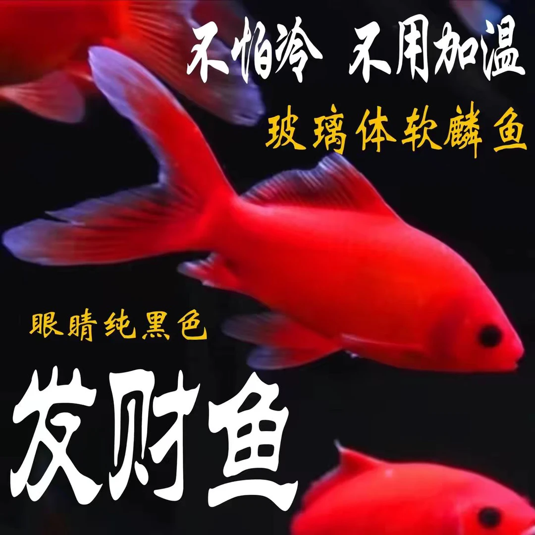 血红冷水鹦鹉鱼好养耐活金鱼招财黑眼淡水鱼纯种红鱼冷水鱼观赏鱼