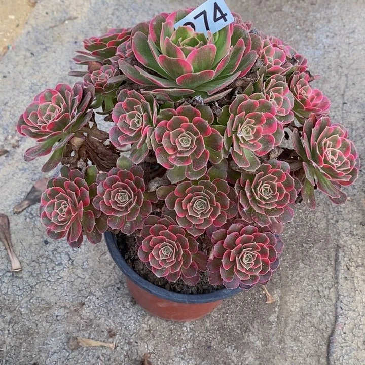 蛮*安娜多肉植物274