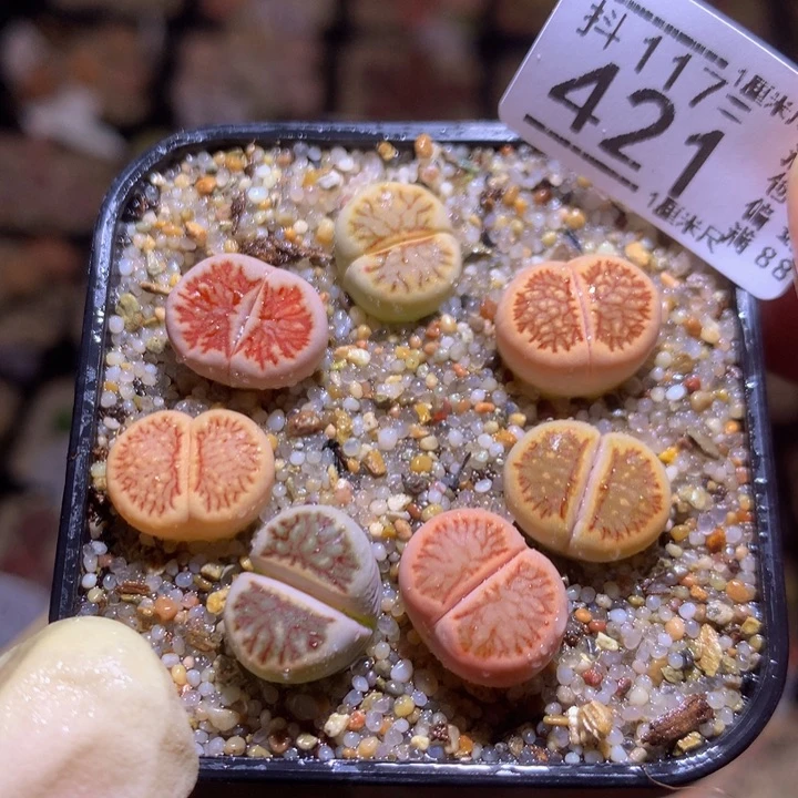 精品生石花117.421