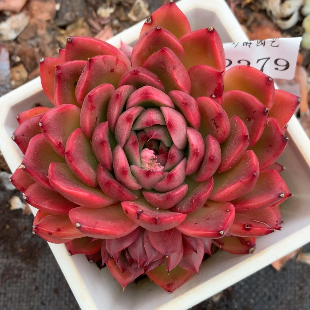 2379杂交多肉老桩