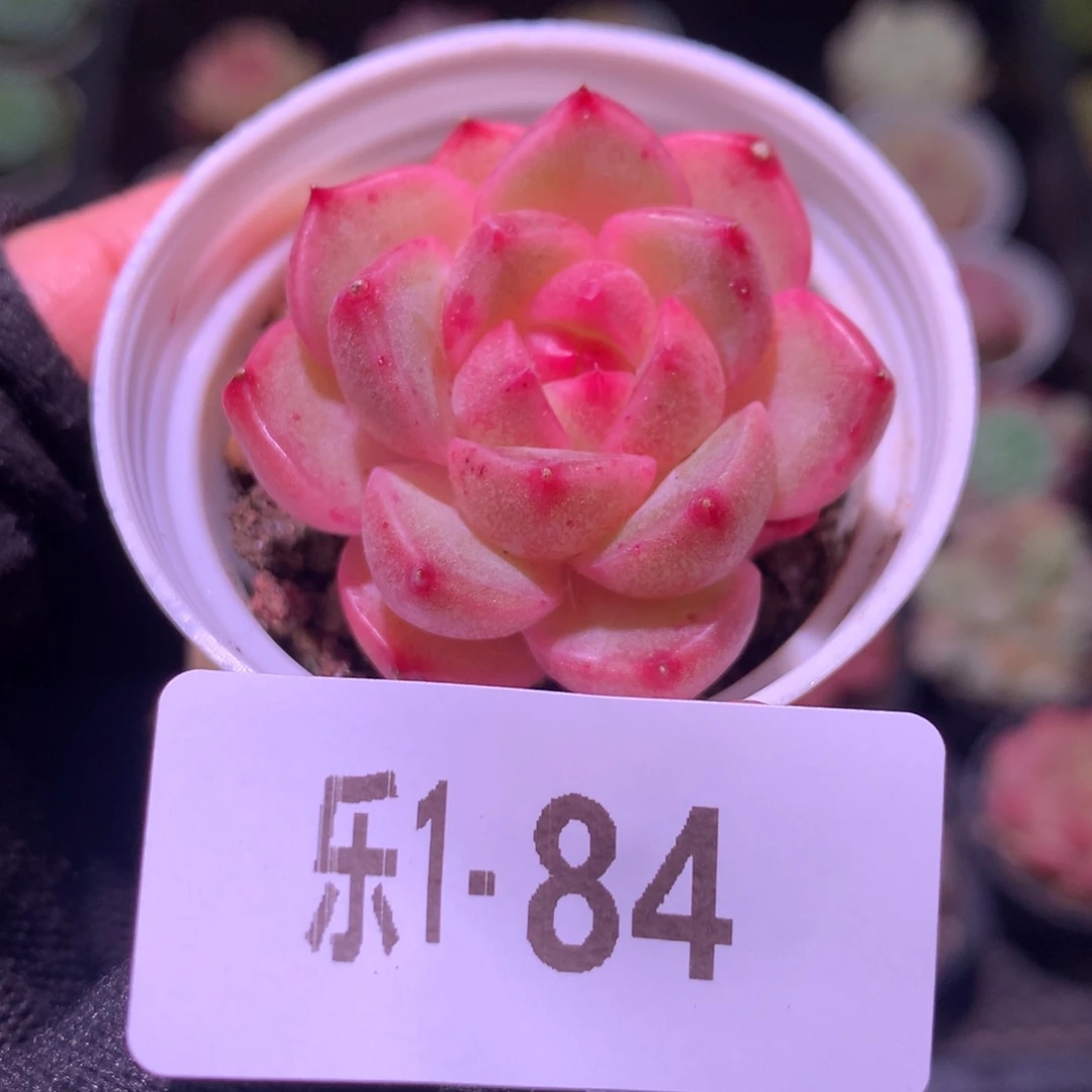 乐然1 -84 新品单头