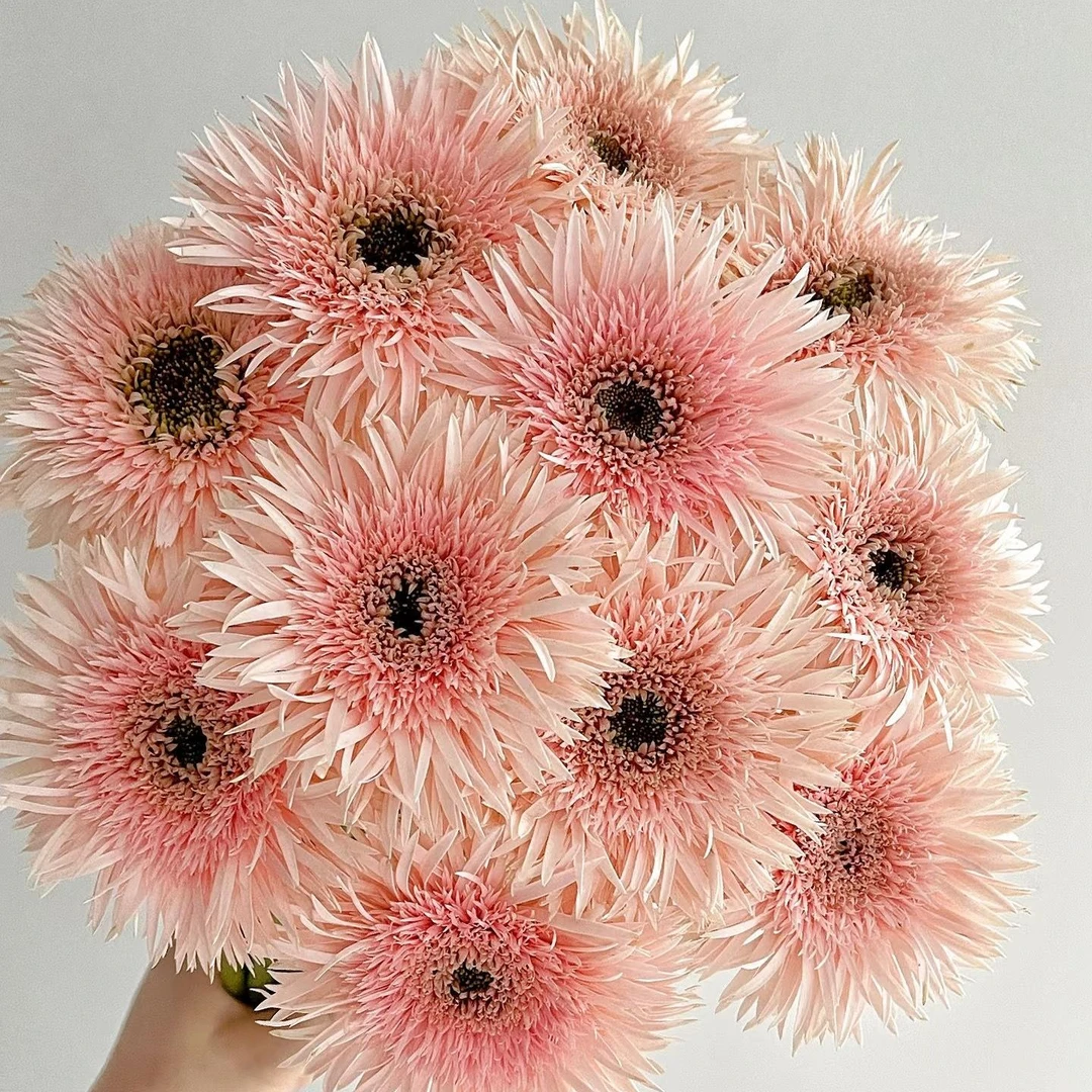 10枝粉色拉丝非洲菊