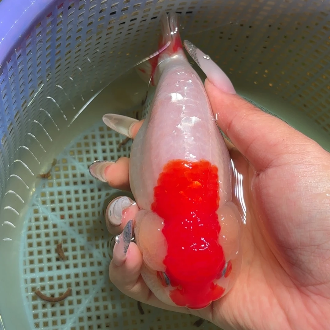 烦***金鱼拍包装包邮，不拍包装运费到付