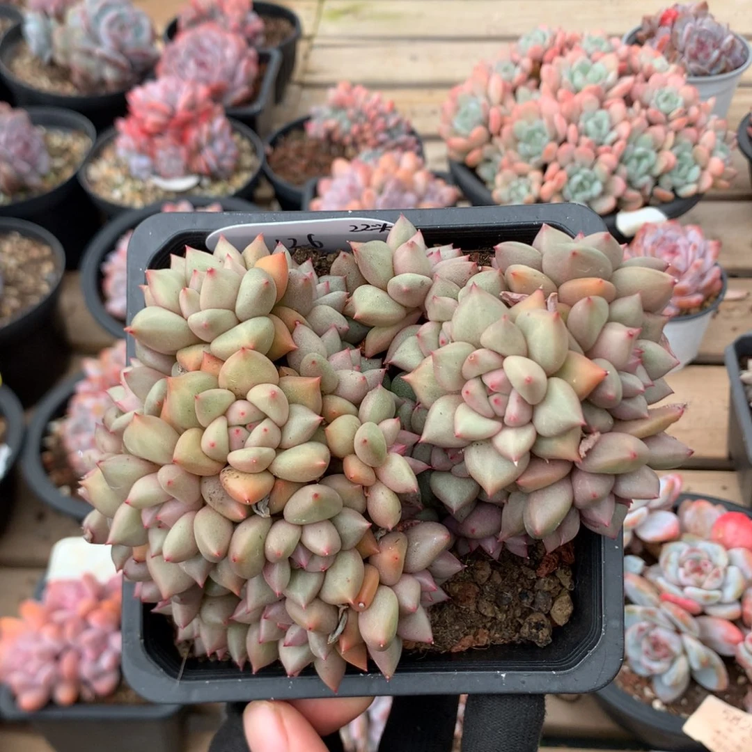 14厘米22头黄金象牙 无砍 126