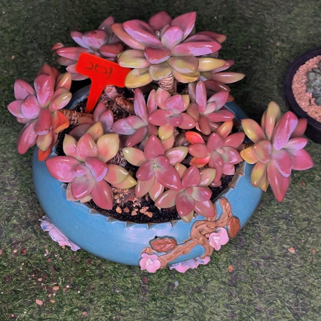 刘*2529号晚上多肉植物群生带盆