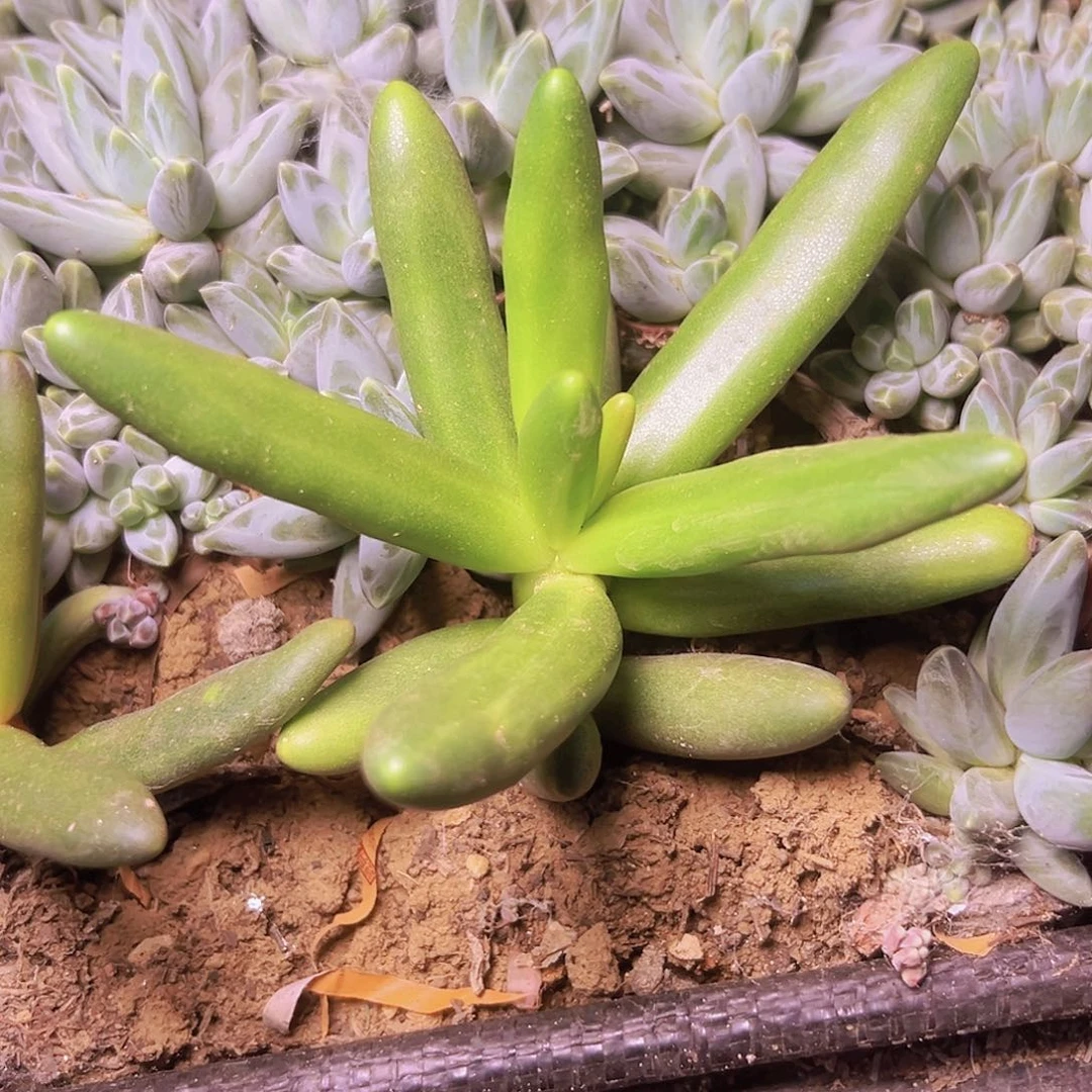 椰汁树一个单头脱土发
