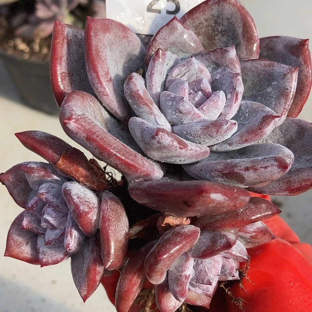 25 一物一拍退款拉黑