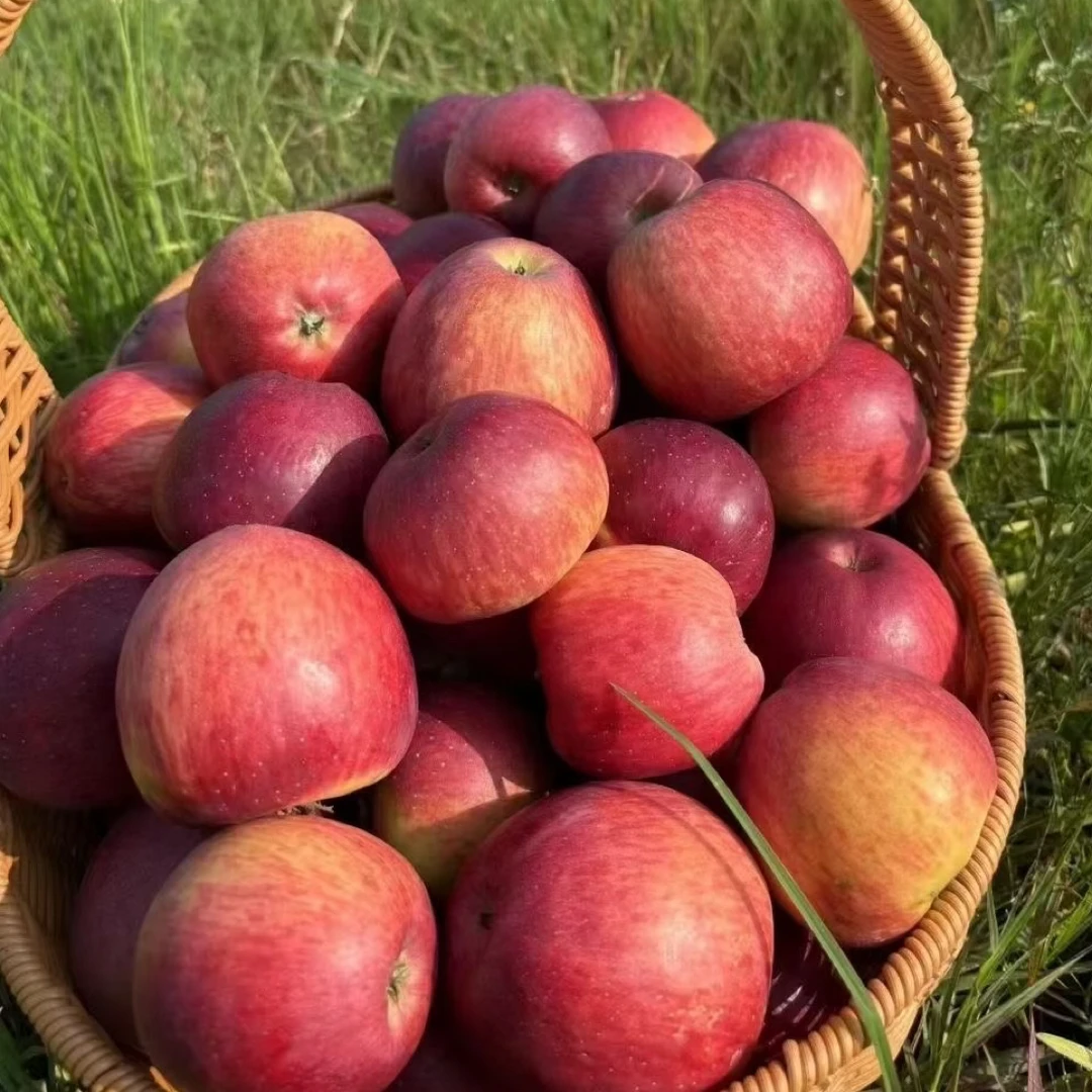 云南昭通丑苹果当季新鲜现摘脆甜多汁水果产地直发时令新鲜苹果