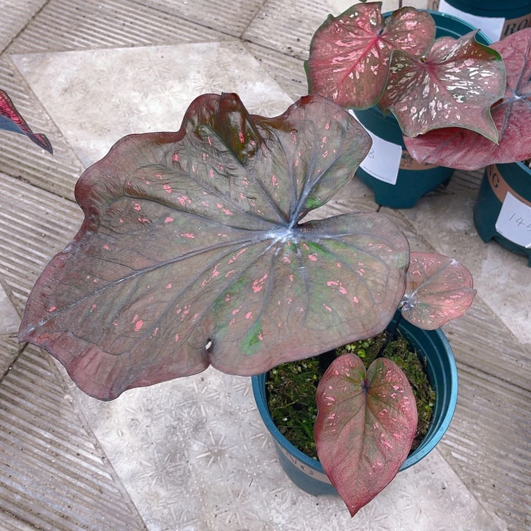 完全开放泰彩一物一拍1471