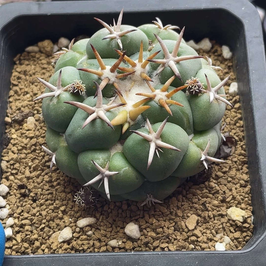 大尤粗刺獠牙仙人球多肉