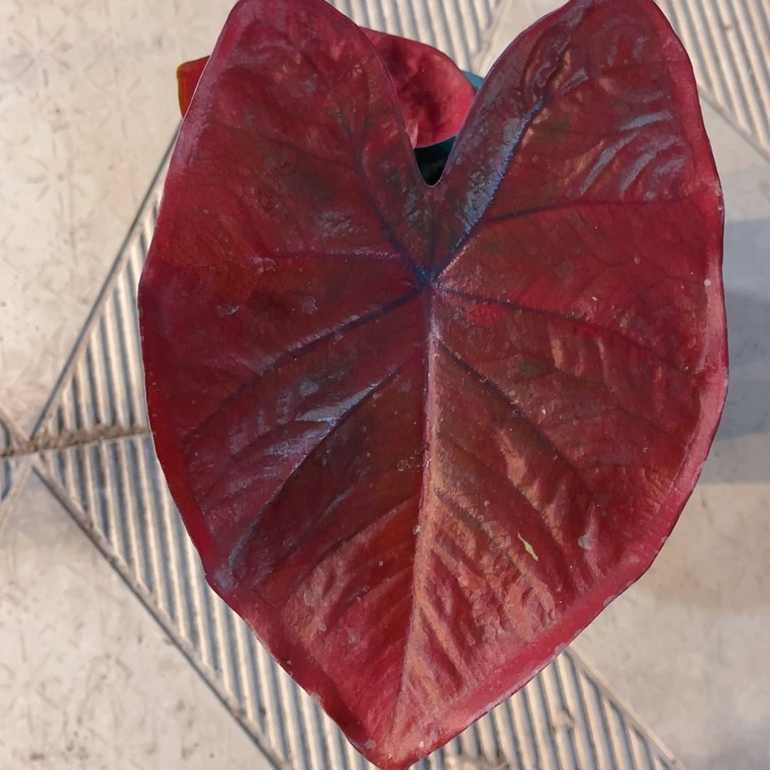 完全开放1016泰彩