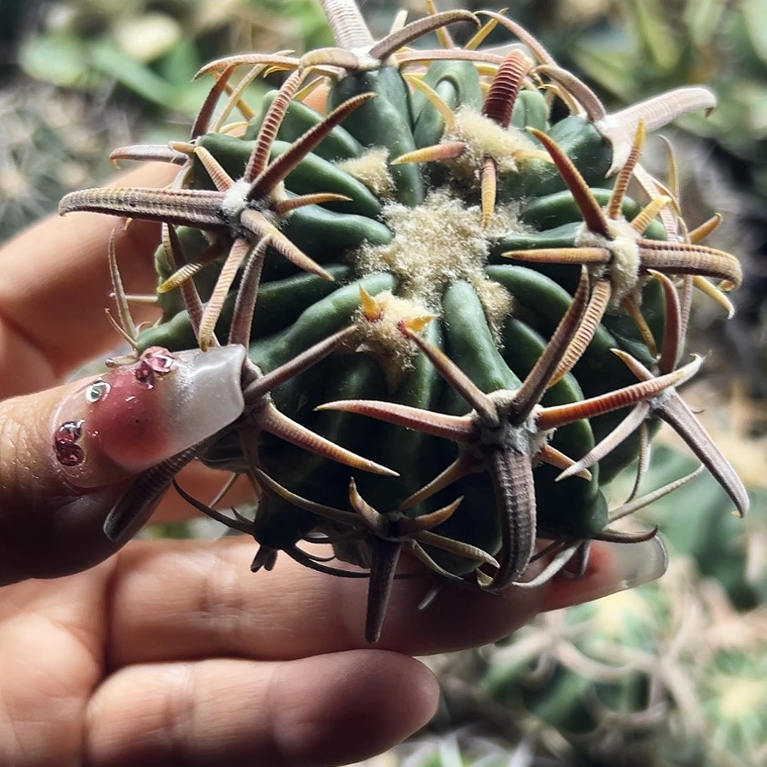 武藏微根仙人球6666666