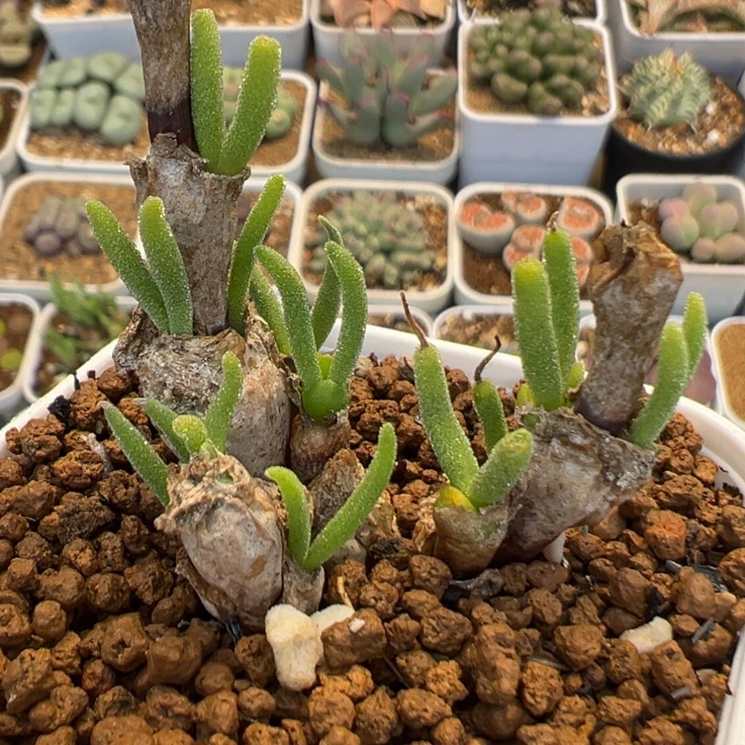 31多肉植物百科植物