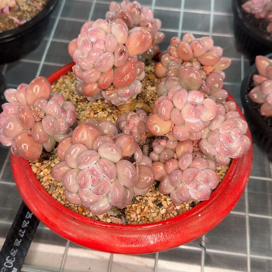 往**烟从前慢花园精选香水大群带盆送两颗小的