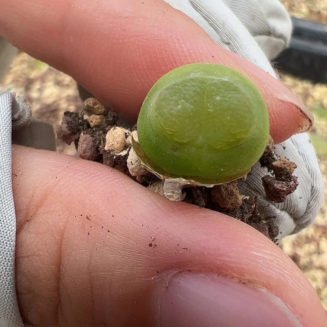 0000867一物一拍8年+母本雪茄