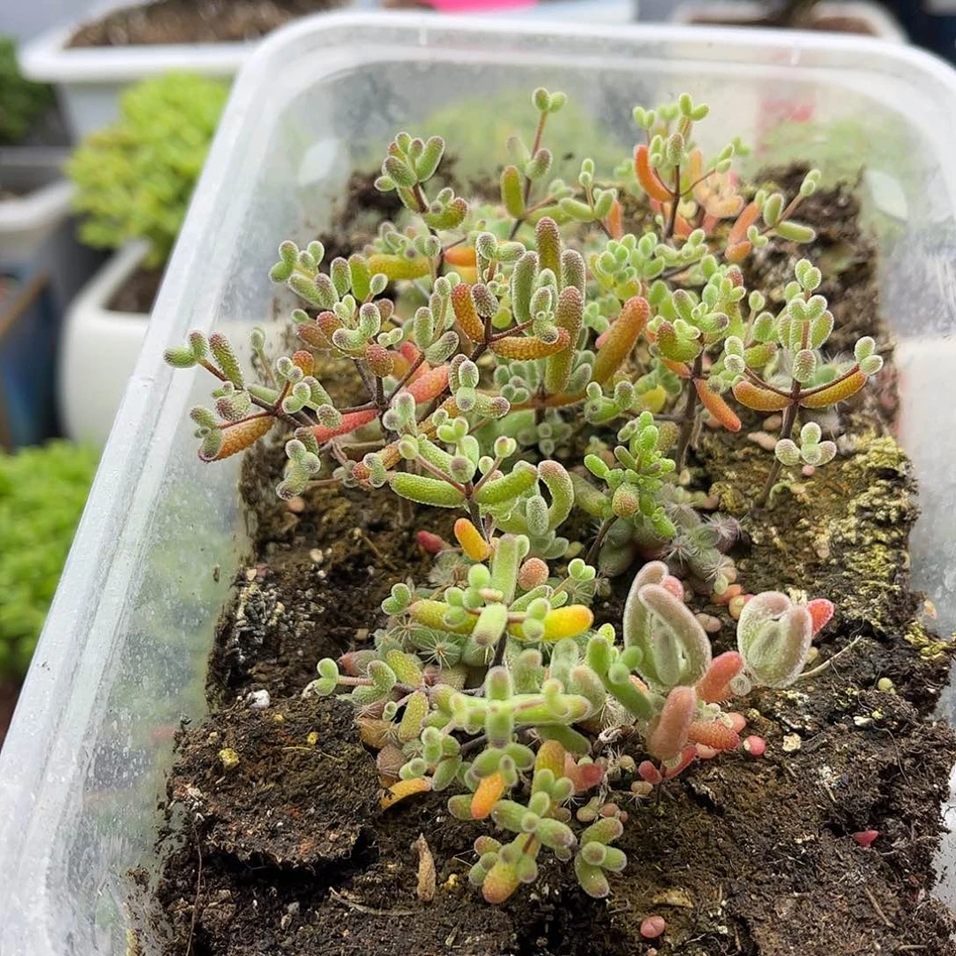 混播切糕枝干番杏优选