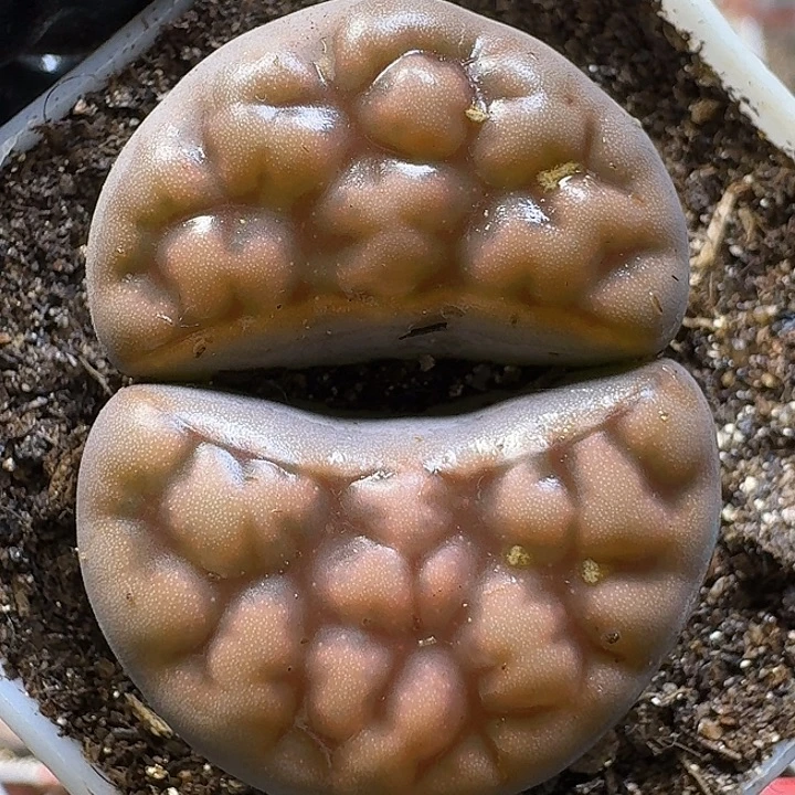 生石花111111。 111
