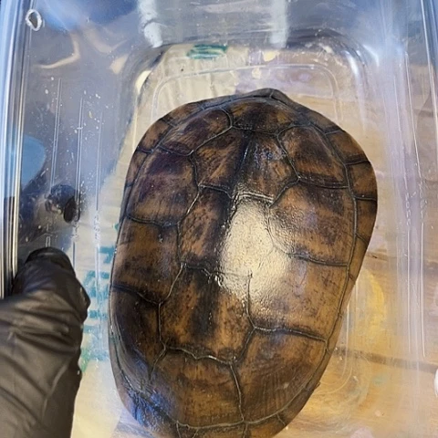 母中华草龟小青种公15