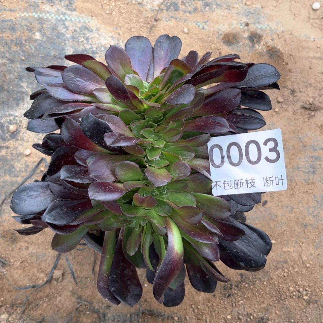 欧紫缀化，脱土发货