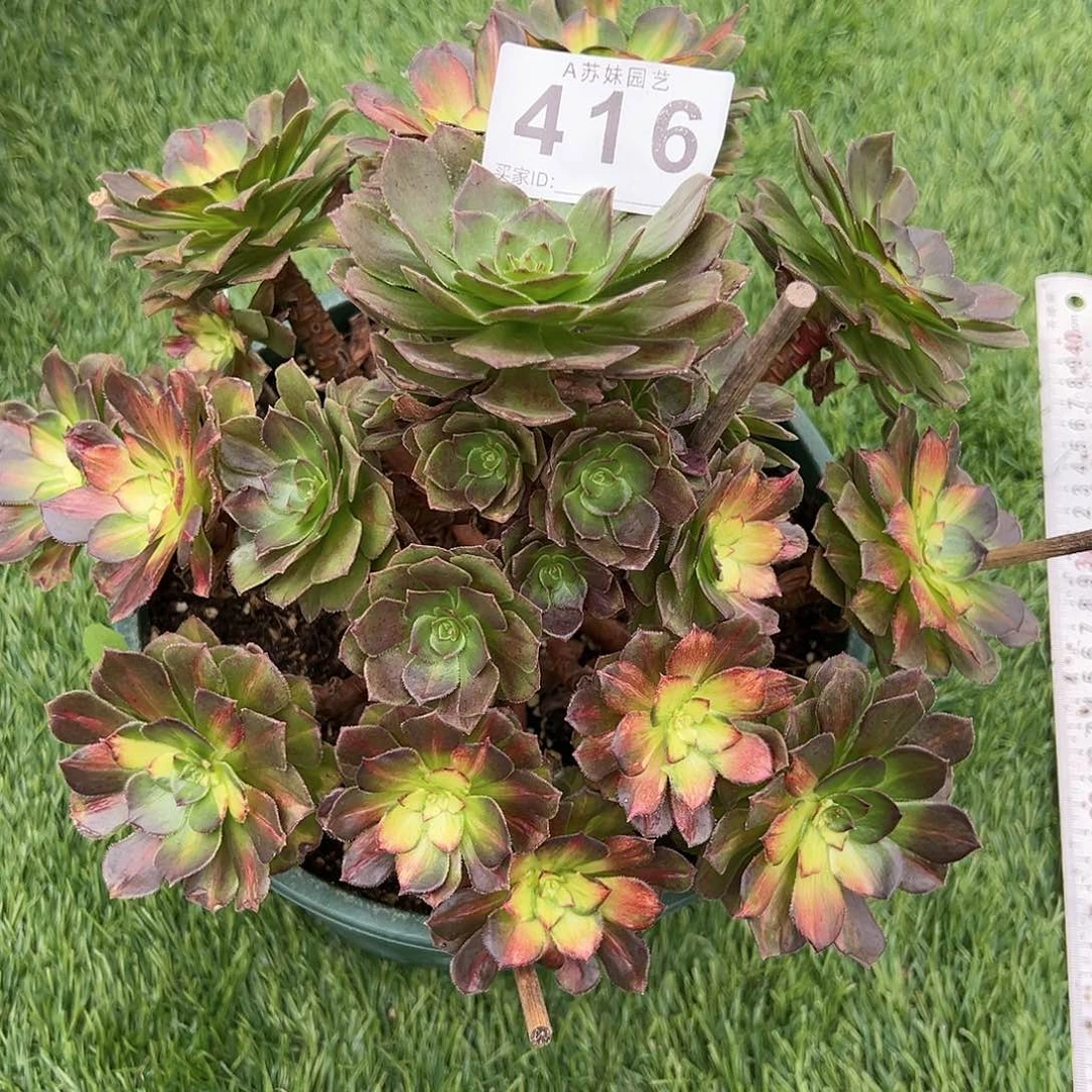 无花朵416龙鳞法师