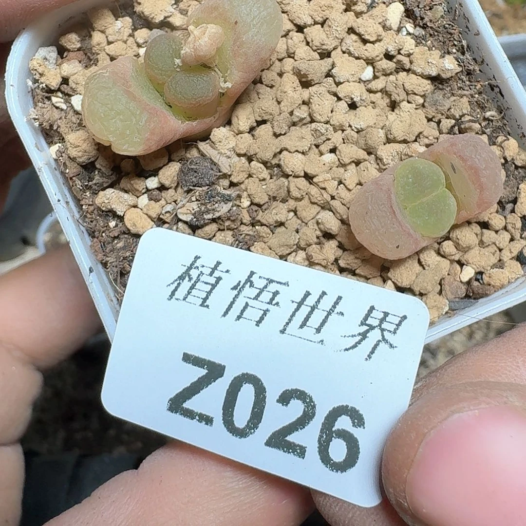 026盒多肉植物哇d f g