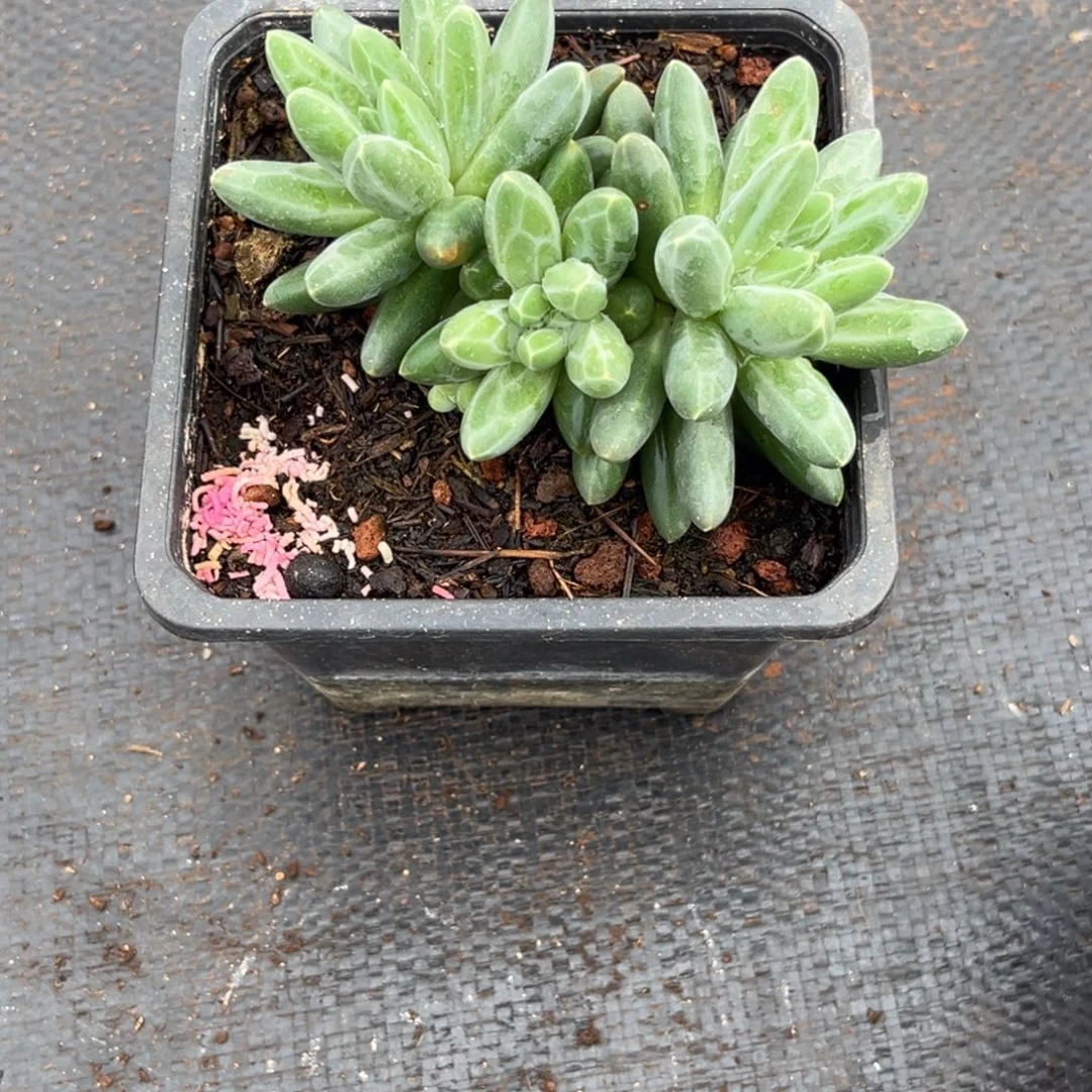 眠***冬伊卡鲁斯多肉植物