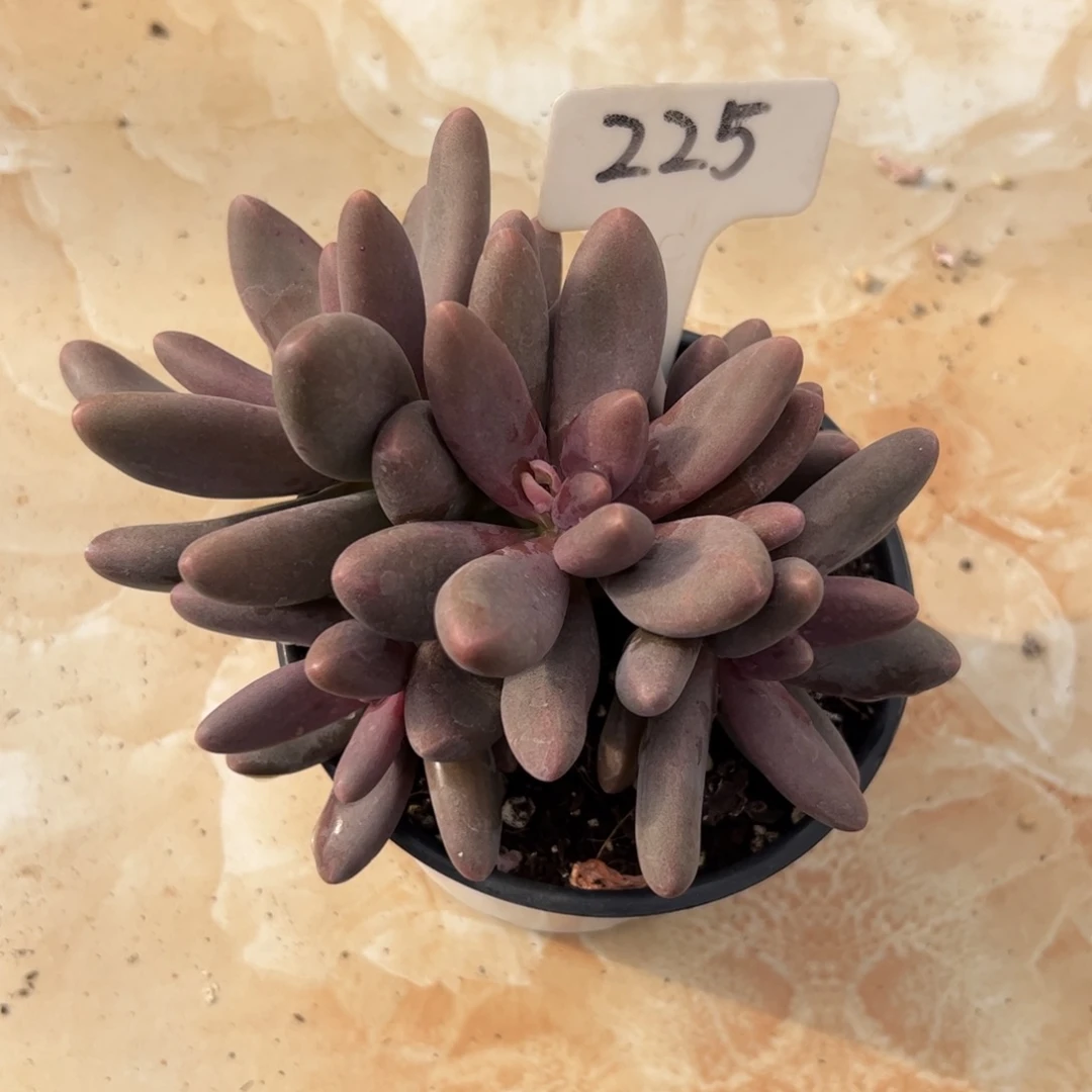 糖果美人多肉植物保护