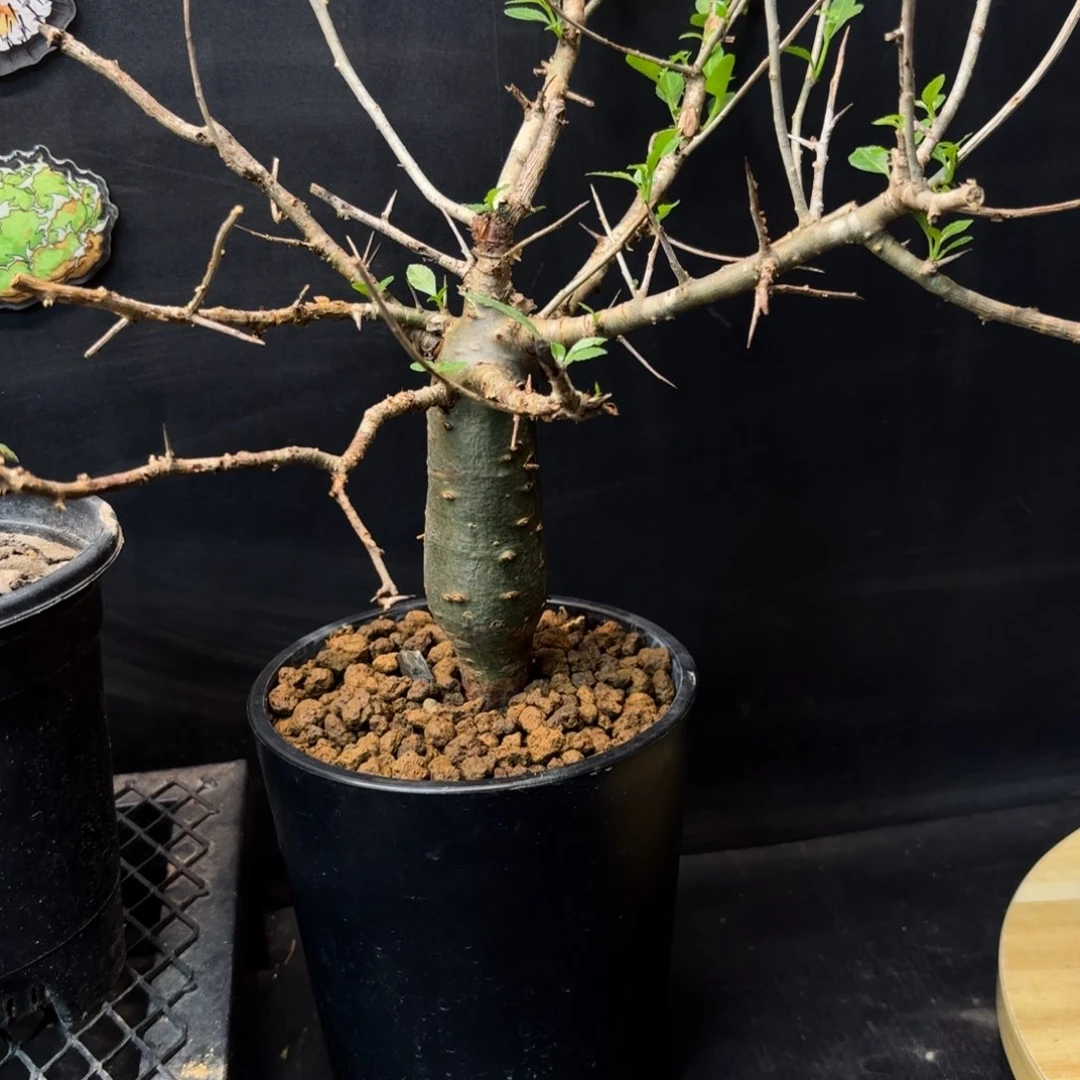 哈比悉尼产地福利