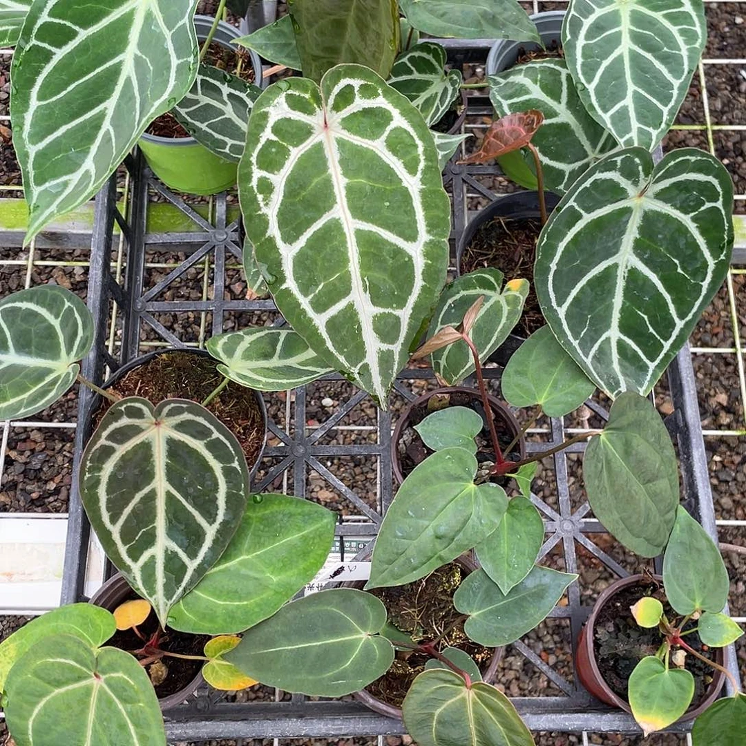 完全开放杂交10颗脱土发不包叶损，一物一拍6号