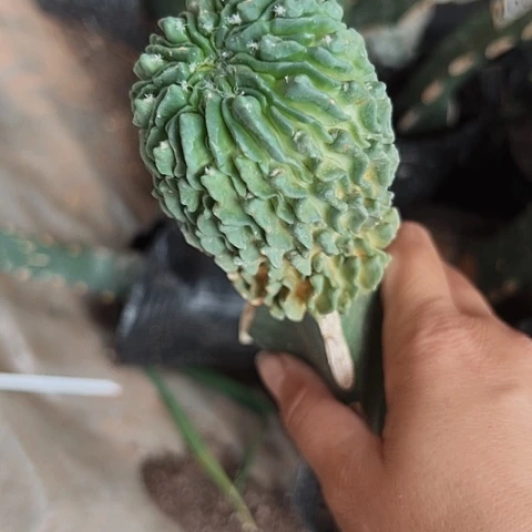 026蝌蚪球清棚特价活动中