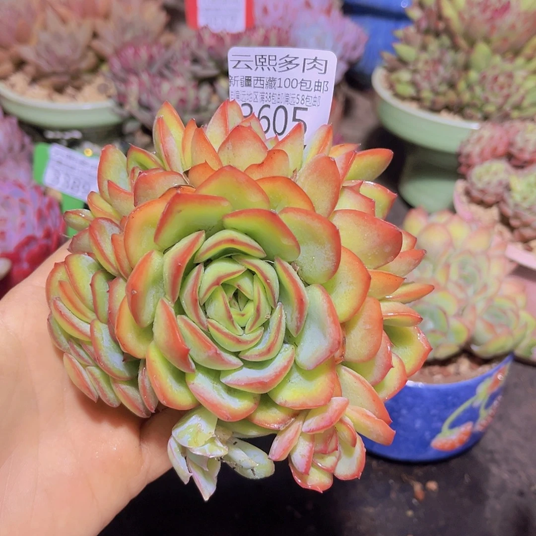 3605晨露多肉植物