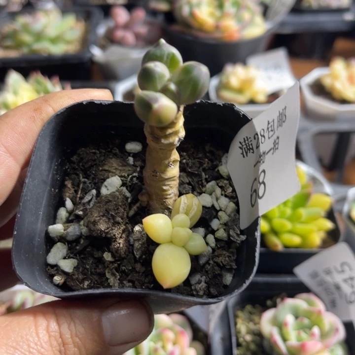 千代田锦多肉植物68