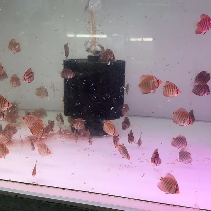 七彩神仙鱼红卡12条包邮