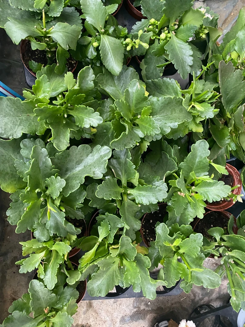 【4盆随机发】长寿花花后苗 清棚介意勿拍