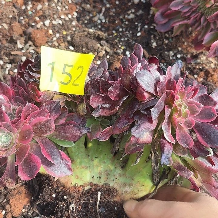 多肉植物福利来152
