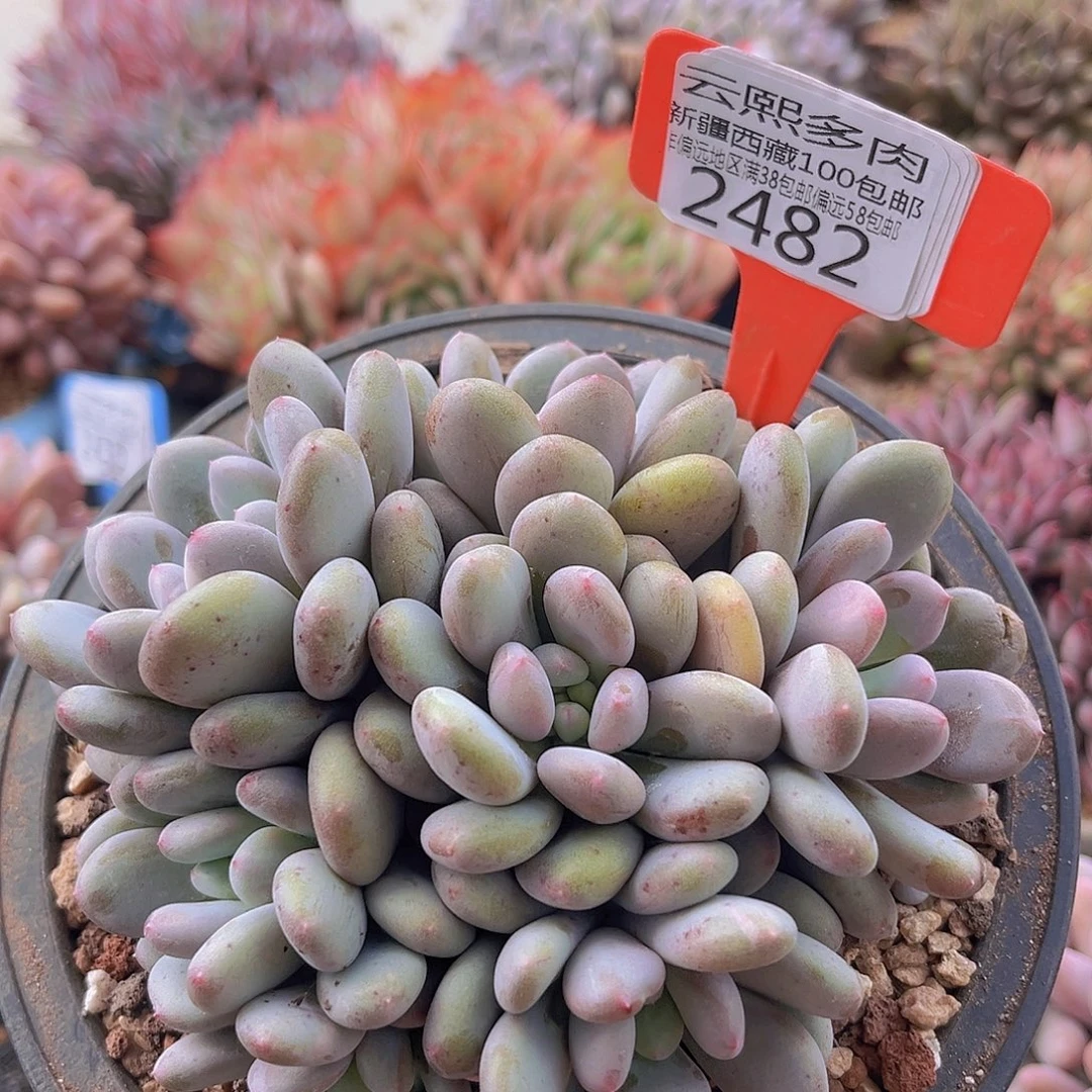 2482香香雪多肉植物