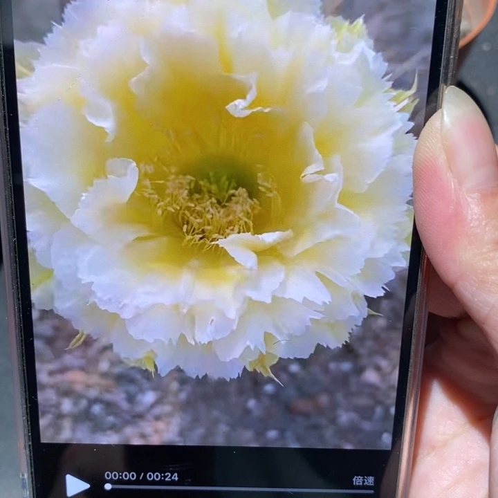 香香黄牡丹侧芽3.5公分左右