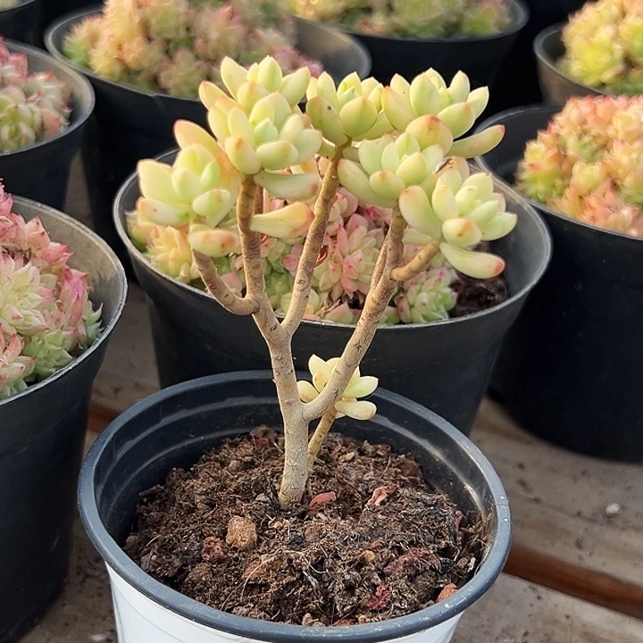 糖果米奇锦     福利多多