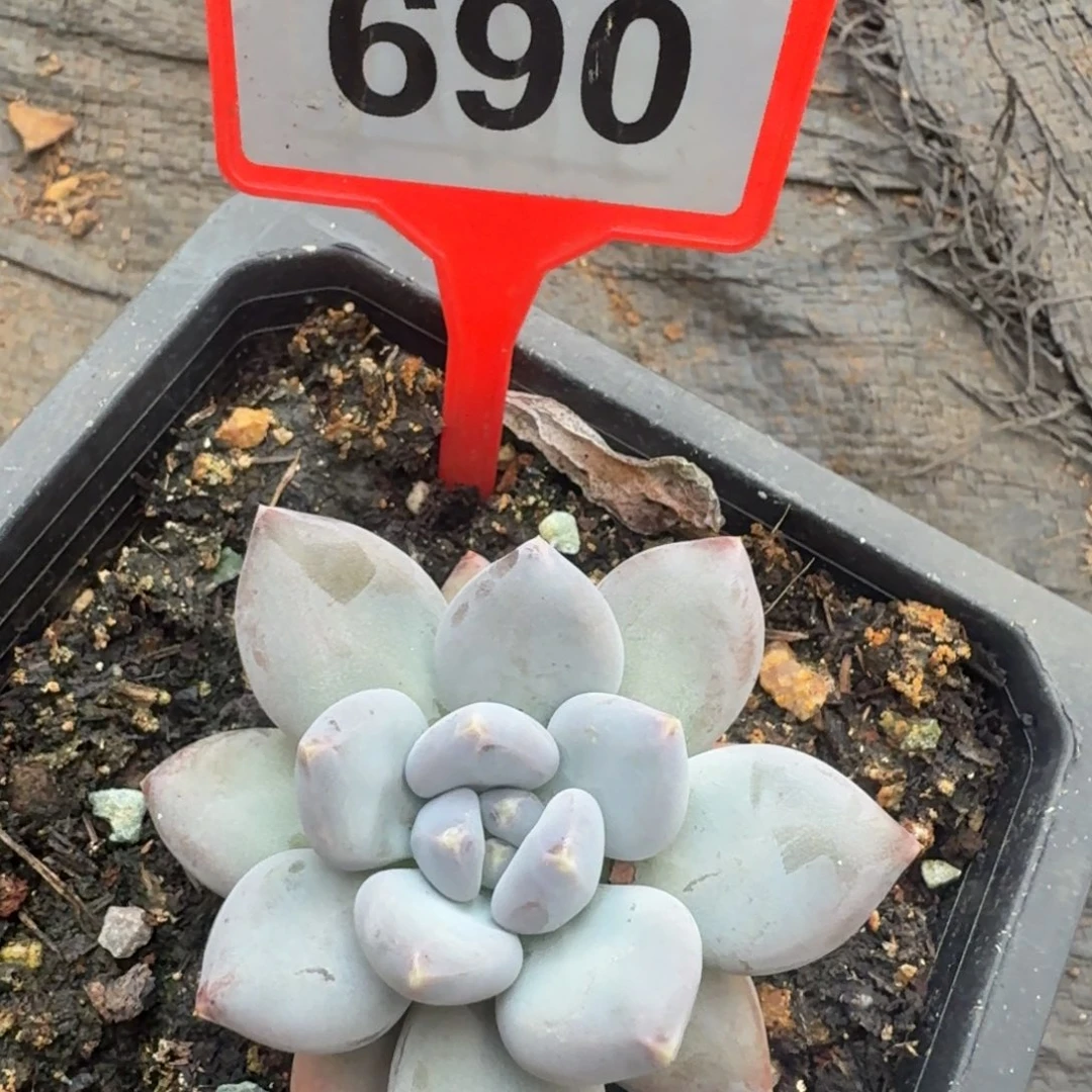 多肉植物伊丽莎白690