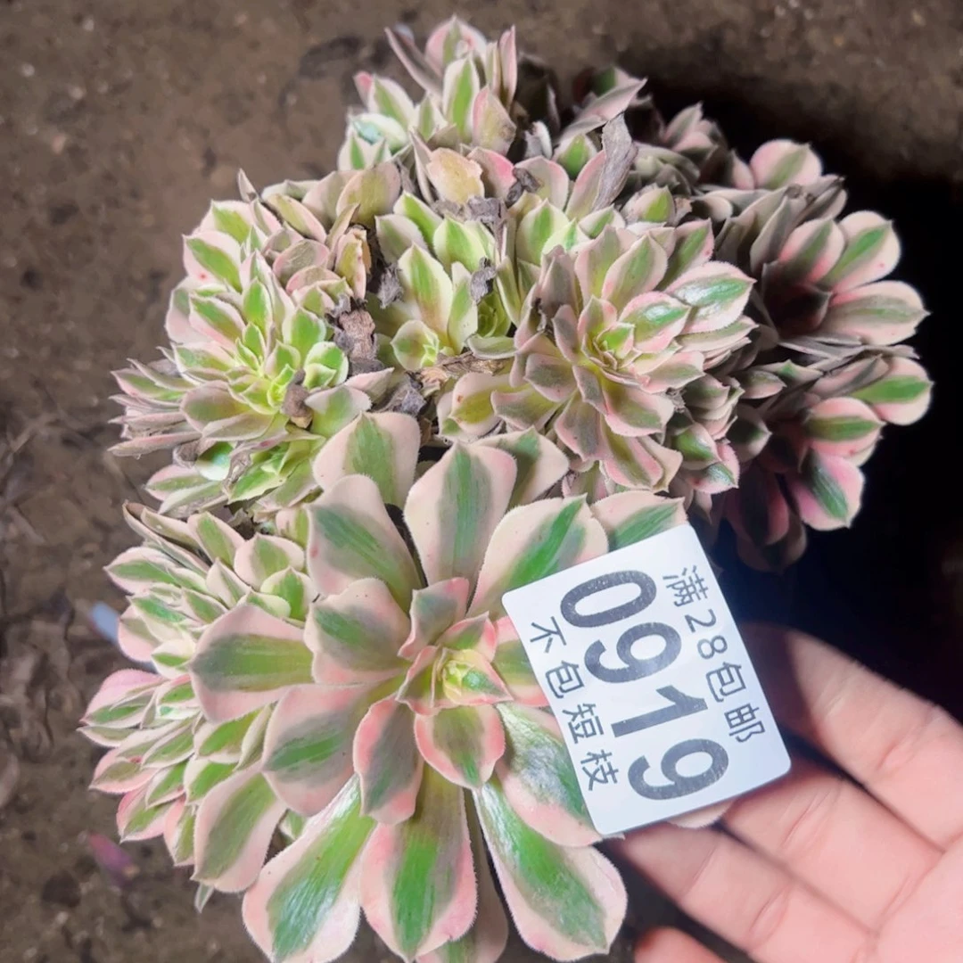 女郎 缀多肉植物法师0919