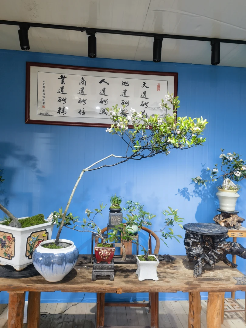 老桩海岛春花盆景