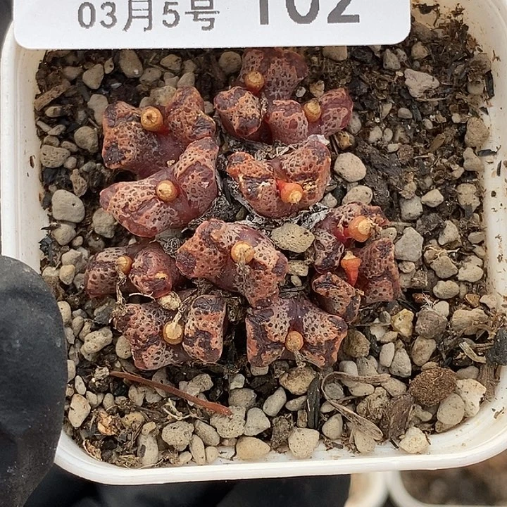 桃喜花园0305-102勋章