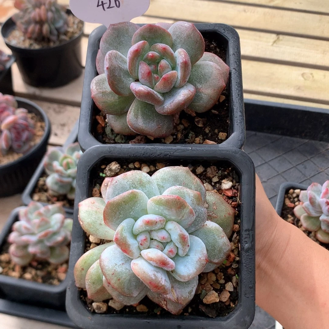 8厘米星影石化 两颗 426